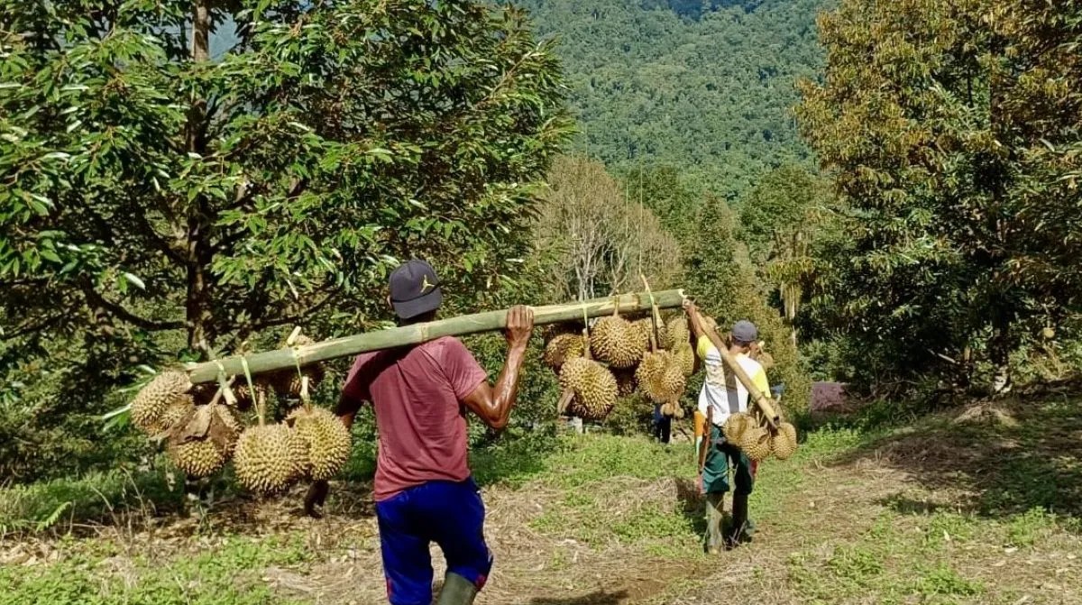 Ading Suhana Selamatkan Hutan Lewat Kebun Durian