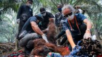 Orang Utan Terkapar Akibat Asap Karhutla di Ketapang