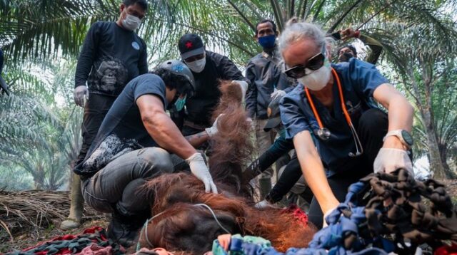 Orang Utan Terkapar Akibat Asap Karhutla di Ketapang