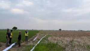 Sawah Bekasi Kekeringan, Tiga Pompa Dikerahkan