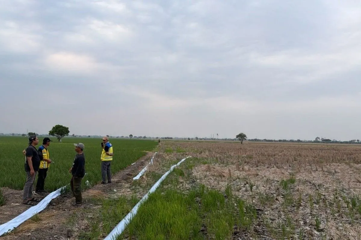 Sawah Bekasi Kekeringan, Tiga Pompa Dikerahkan