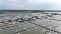 6.000 Hektare Tambak Pantura Siap Direvitalisasi