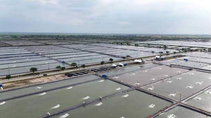 6.000 Hektare Tambak Pantura Siap Direvitalisasi