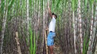 images Petani Tebu Keluhkan Jatah Pupuk Subsidi ke DPR