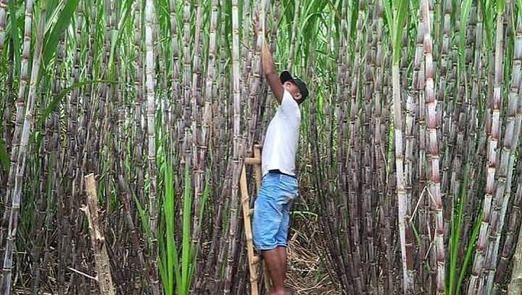 Petani Tebu Keluhkan Jatah Pupuk Subsidi ke DPR
