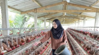 Pasok Bahan Makan Bergizi Gratis, Pemerintah Matangkan Formulasi Pelibatan UMKM