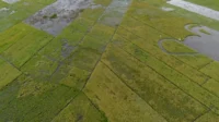 Perubahan Iklim Ancam Produksi Padi dan Jagung di Asia Tenggara