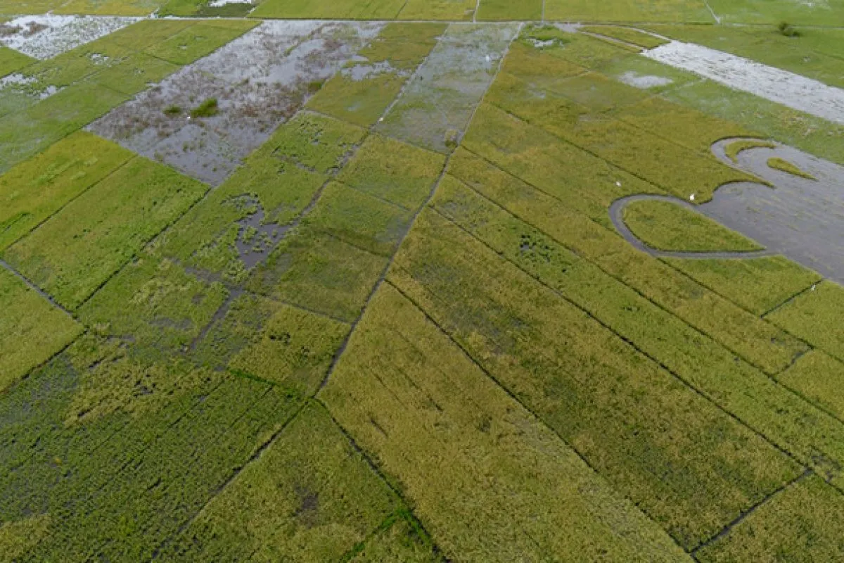 Perubahan Iklim Ancam Produksi Padi dan Jagung di Asia Tenggara