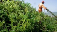 Pemerintah Dorong Rumput Laut Jadi Mesin Ekonomi Pesisir