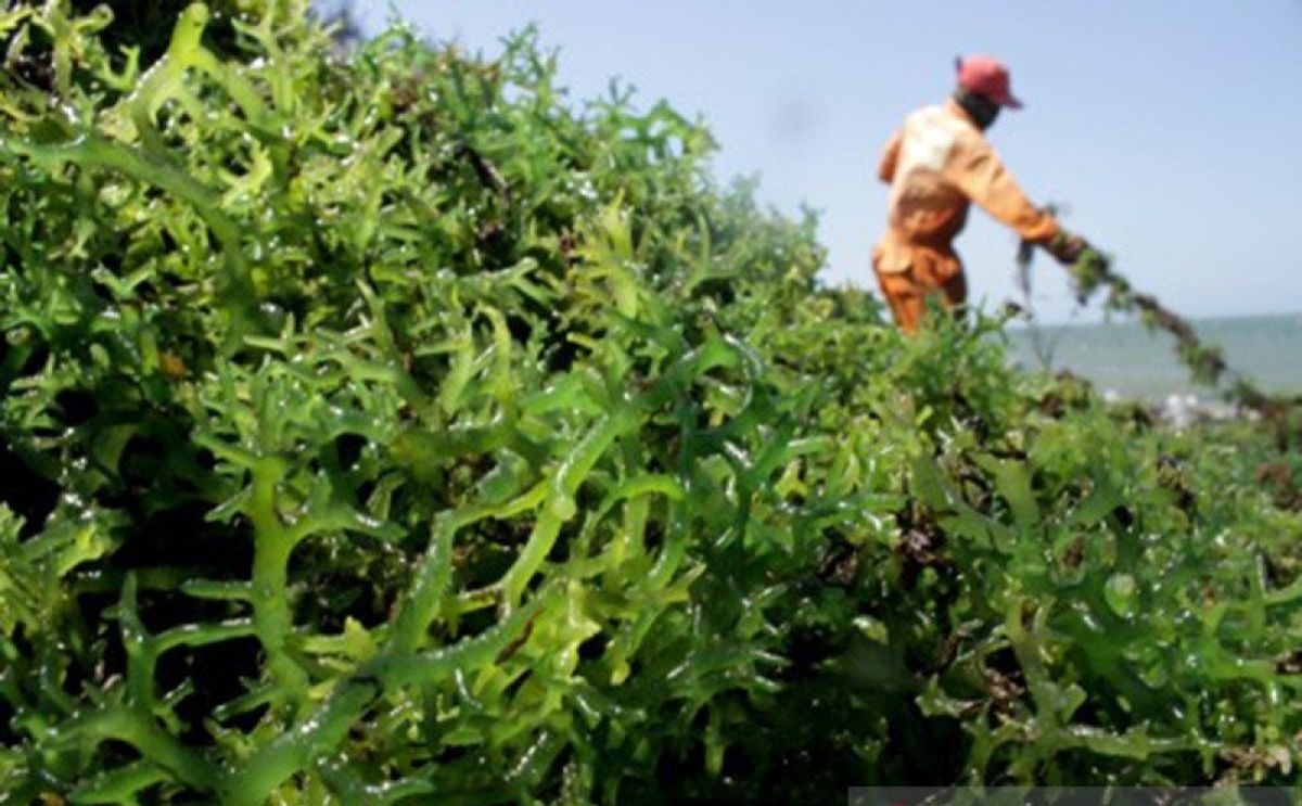 Pemerintah Dorong Rumput Laut Jadi Mesin Ekonomi Pesisir