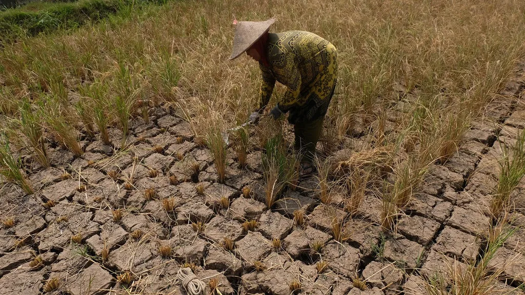 50.000 Hektar Sawah Puso akibat El Nino, Kementan Genjot Pompanisasi