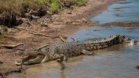 Wacana Pulau Buaya untuk Napi Narkoba dan Catatan Efisiensi DPR