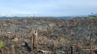 Hotspot Kalimantan Tembus 28.392, Sawit Disorot