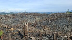 Hotspot Kalimantan Tembus 28.392, Sawit Disorot