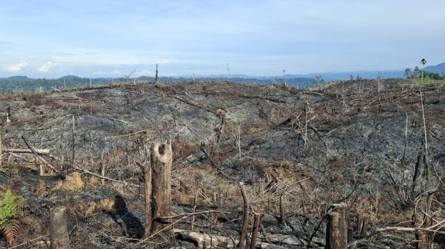 Hotspot Kalimantan Tembus 28.392, Sawit Disorot