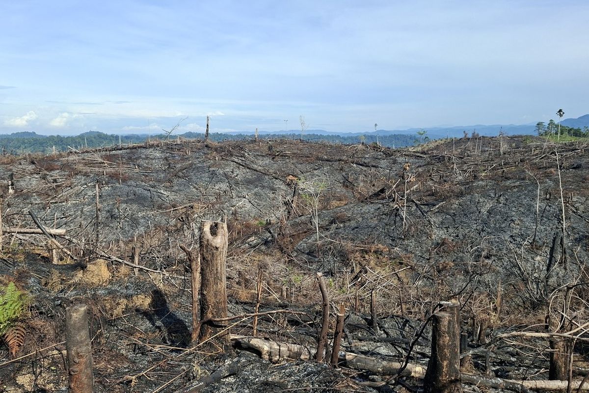 Hotspot Kalimantan Tembus 28.392, Sawit Disorot