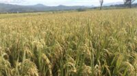 Bulog Jaga Serap Gabah, Petani Tetap Punya Pasar