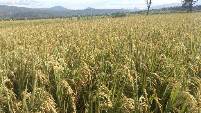 Bulog Jaga Serap Gabah, Petani Tetap Punya Pasar