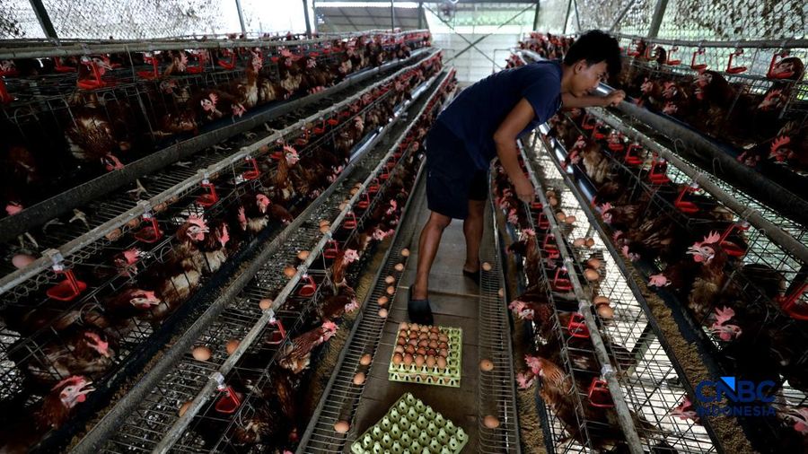 Desa di Bogor Ini Hasilkan 950 Telur Ayam Sehari